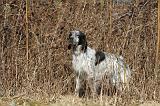 SETTER ANGLAIS 048